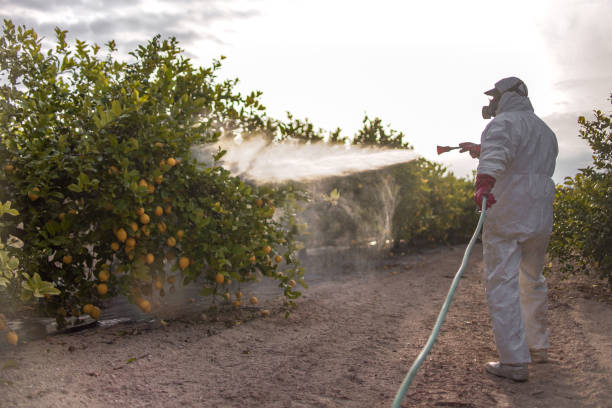Best Mosquito Control Services  in Canton, MS