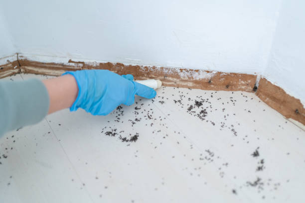 Best Pest Control for Homes  in Canton, MS