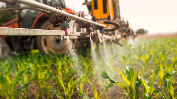 Best Pest Removal Services  in Canton, MS